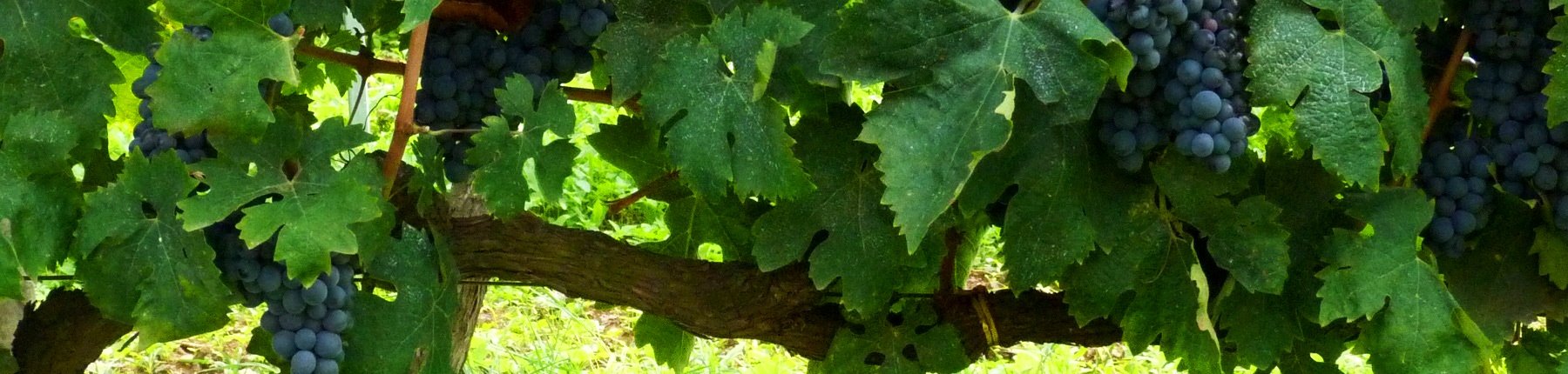 Grapes