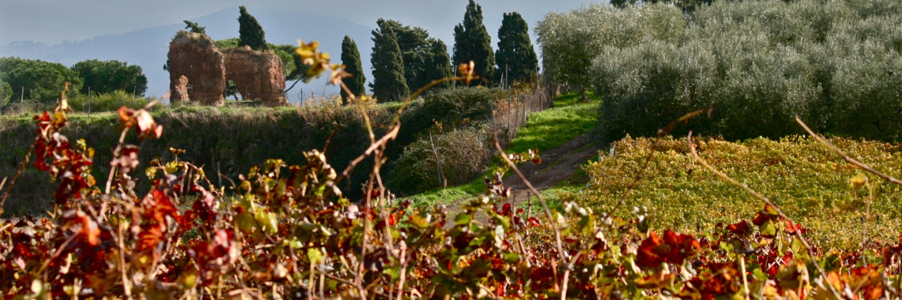 Vigna