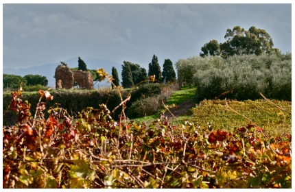Sangiovese grapes