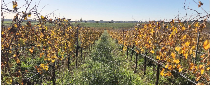 A walk in the vineyard